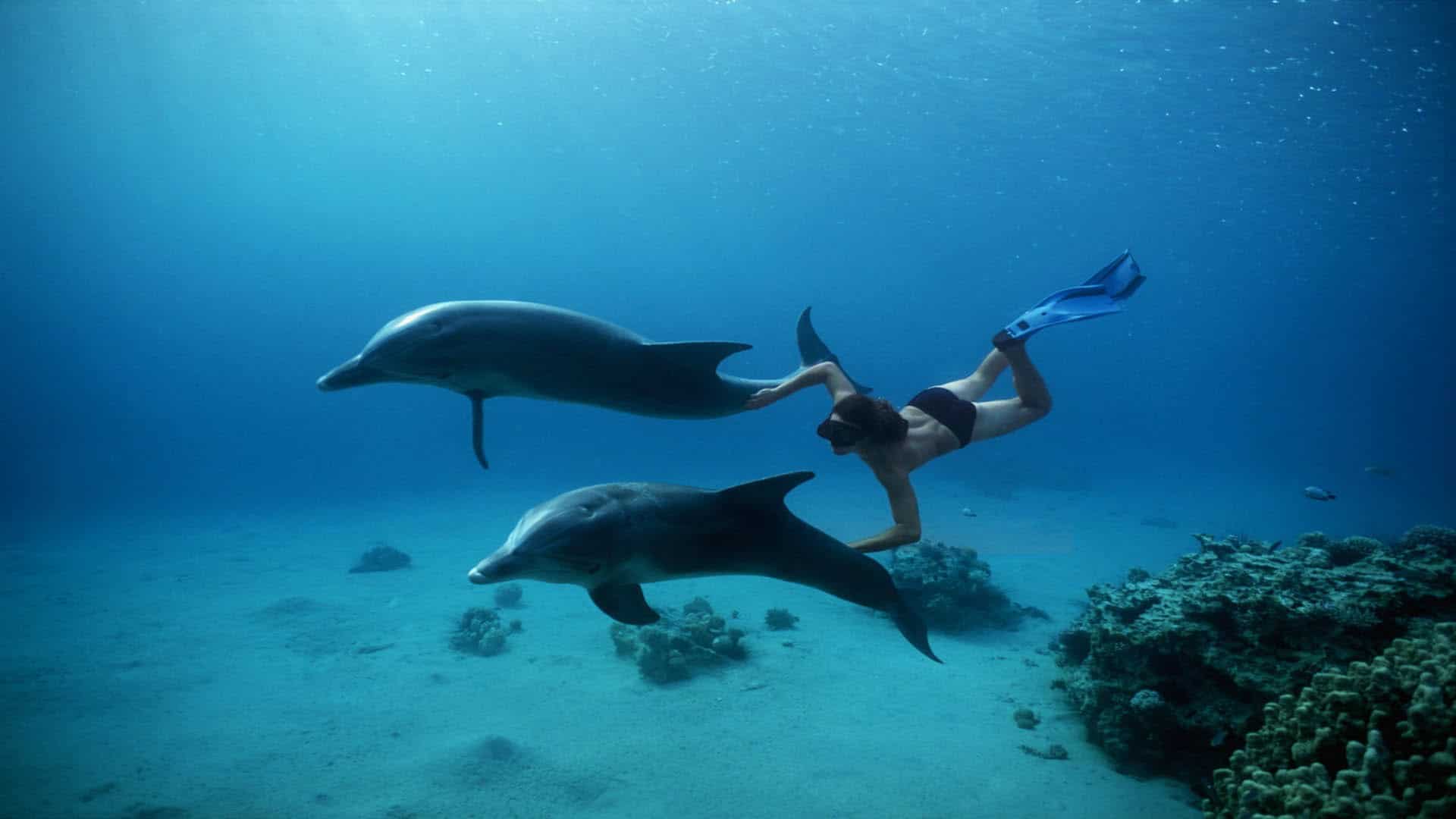 Snorkeling Trip At Satayh Dolphin Reef